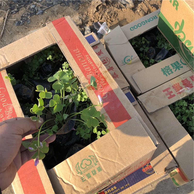 基地种植 青州地被醡浆草 醡浆草批发