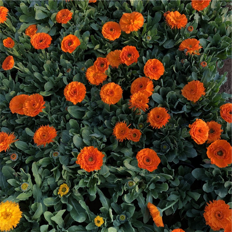 金盏菊种植基地 山东草花批发 金盏菊 苗圃供应
