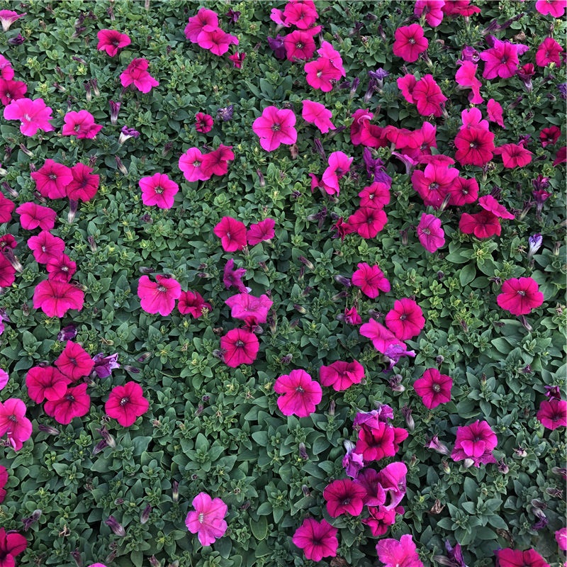 粉色牵牛花 基地供应 青州牵牛价格