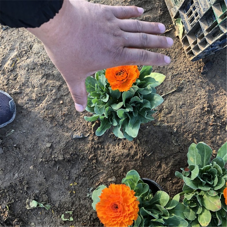 基地种植 金盏菊小苗 金盏菊批发