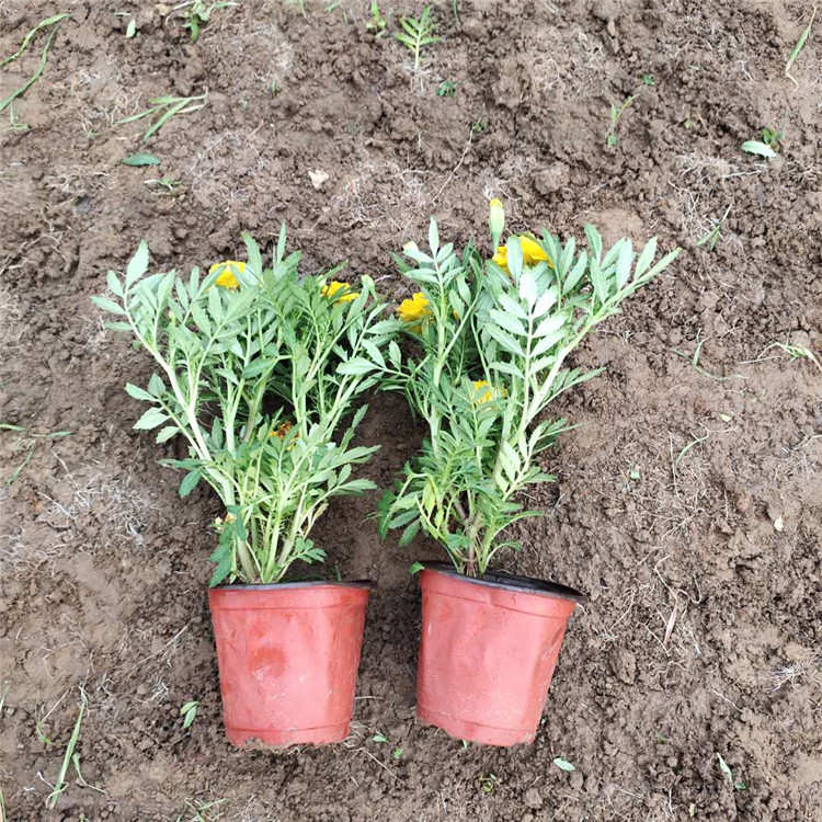 孔雀草批发 山东孔雀草 苗圃供应