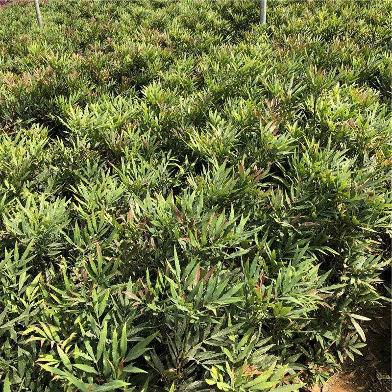 南天竹培育 欢迎选购 青州南天竹小苗
