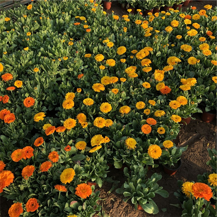 金盏菊行情 青州宿根草花 双色盆金盏菊 龙武园林