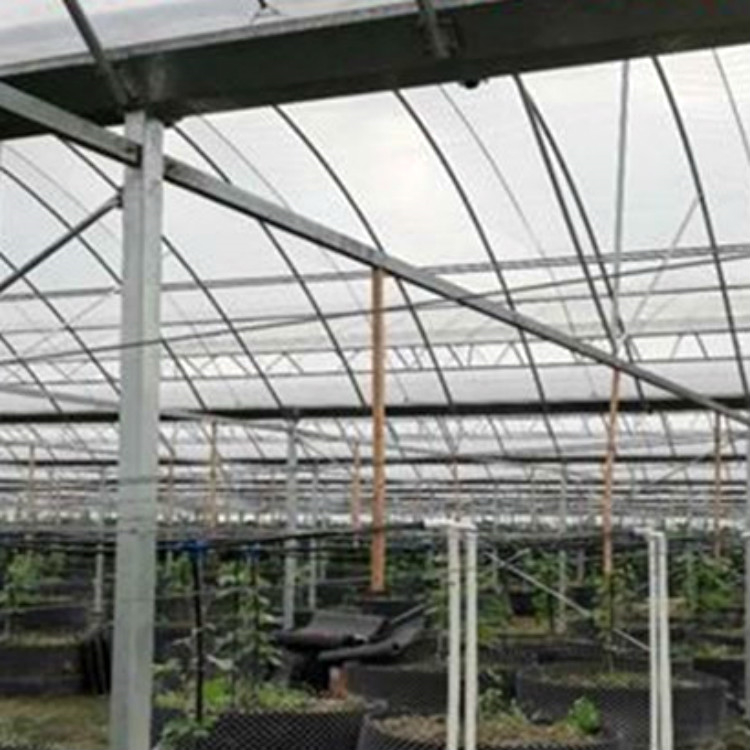 真材实料 简易大棚 简易大棚价格