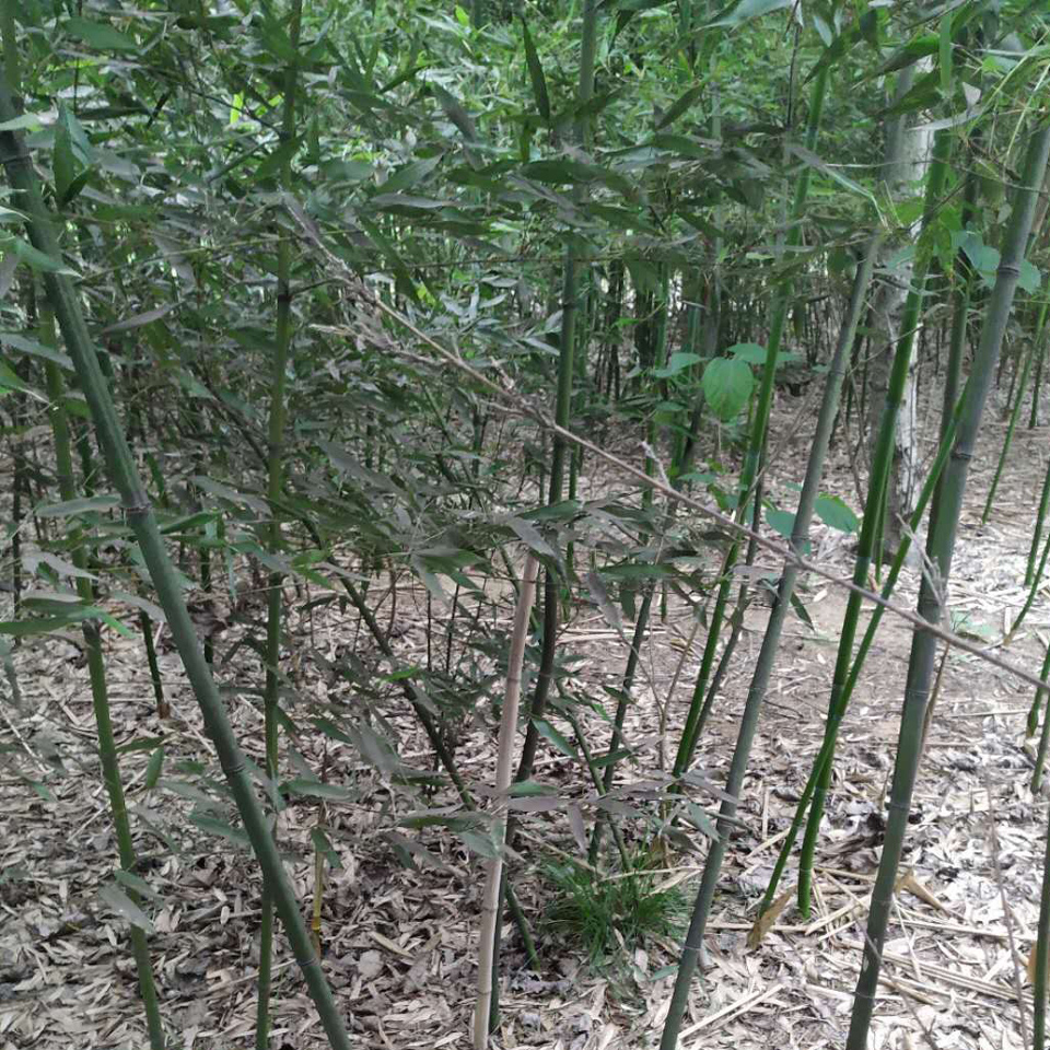 绿化早园竹 大量批发绿化早园竹 绿化早园竹种植基地