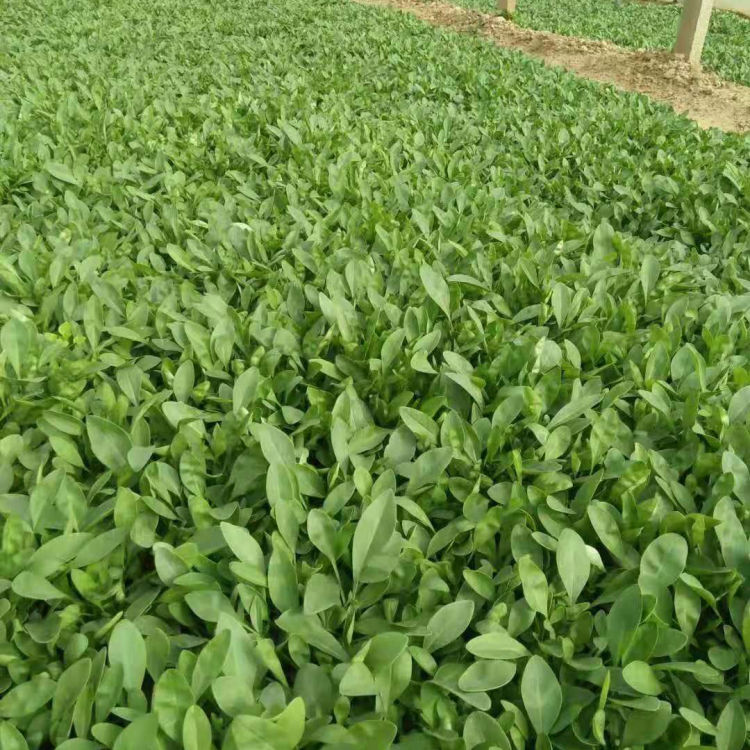 山东开花草花 金鸡菊盆栽 公园花坛点缀 金鸡菊培育基地