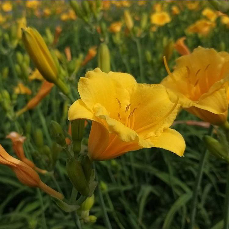 耐寒金娃娃萱草 易管理 金娃娃萱草价格 开花草花杯苗