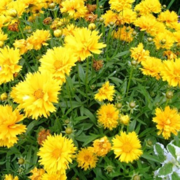 金鸡菊行情 公园花坛点缀 金鸡菊杯苗 山东开花草花