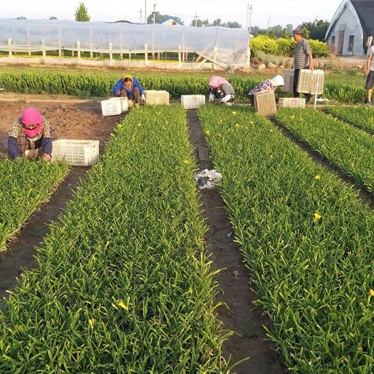 金娃娃萱草行情 花苗长势好 黄百合 青州草花基地