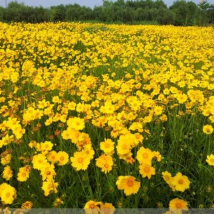 金鸡菊供货商 公园花坛点缀 金鸡菊杯苗 多年生宿根草本