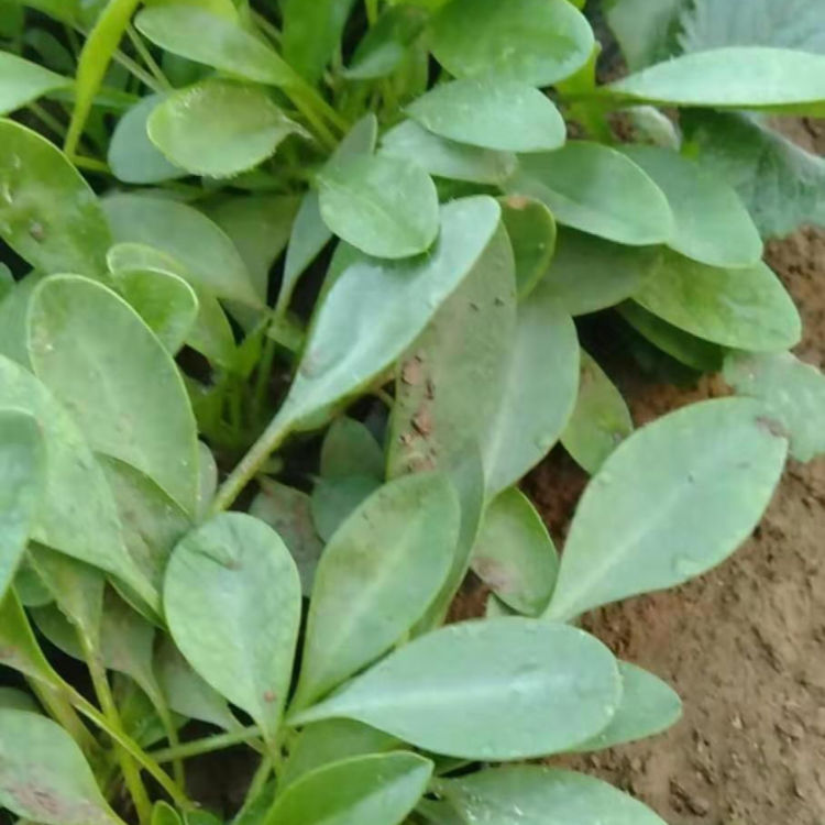 山东开花草花 观赏用金鸡菊 公园花坛点缀 金鸡菊培育基地