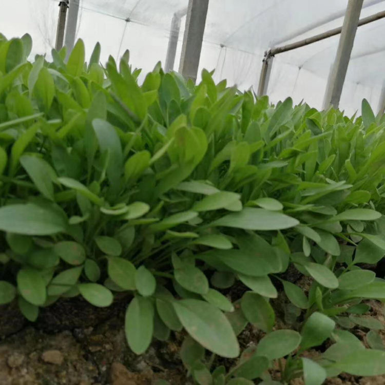 青州草花基地 上盆金鸡菊 公园花坛点缀 金鸡菊种植基地