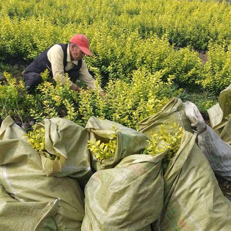 工程用金叶女贞 植株健壮 金叶女贞种植基地 山东绿化苗木