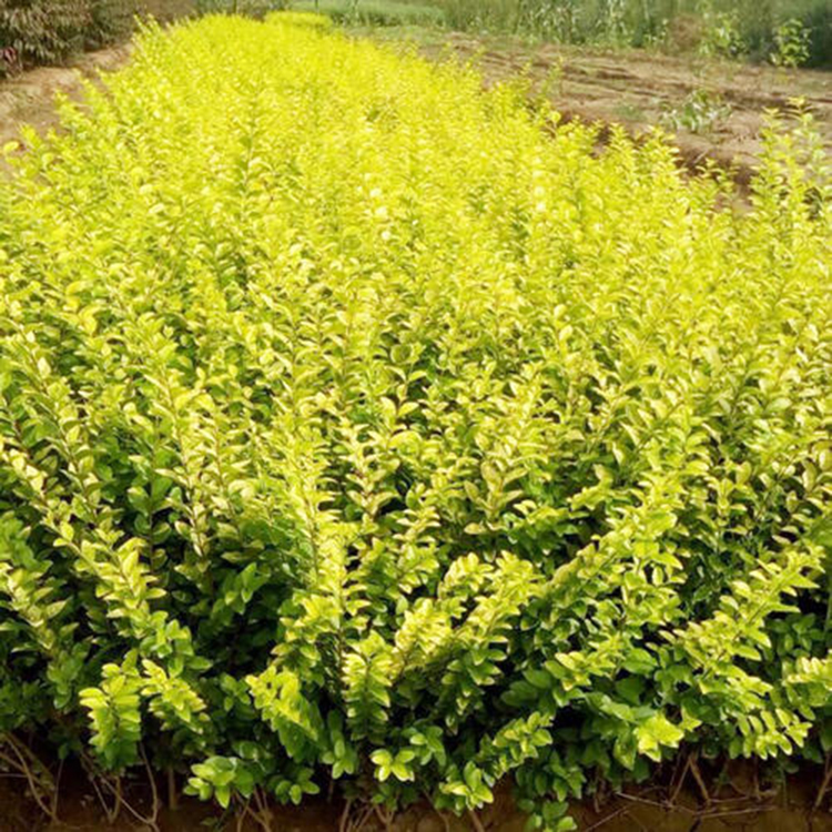 工程用金叶女贞 自产自销 金叶女贞种植基地 山东绿化苗木
