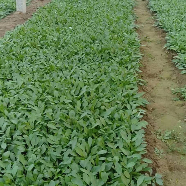 多年生宿根草本 金鸡菊花海 价格从优 金鸡菊报价