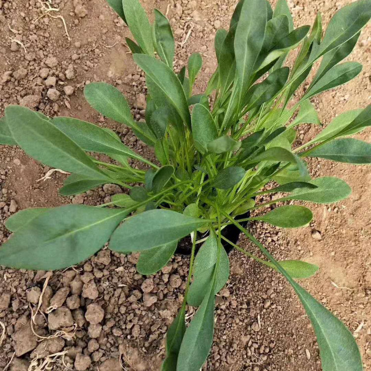 金鸡菊培育基地 大量供应 园林绿化用花卉 山东开花草花