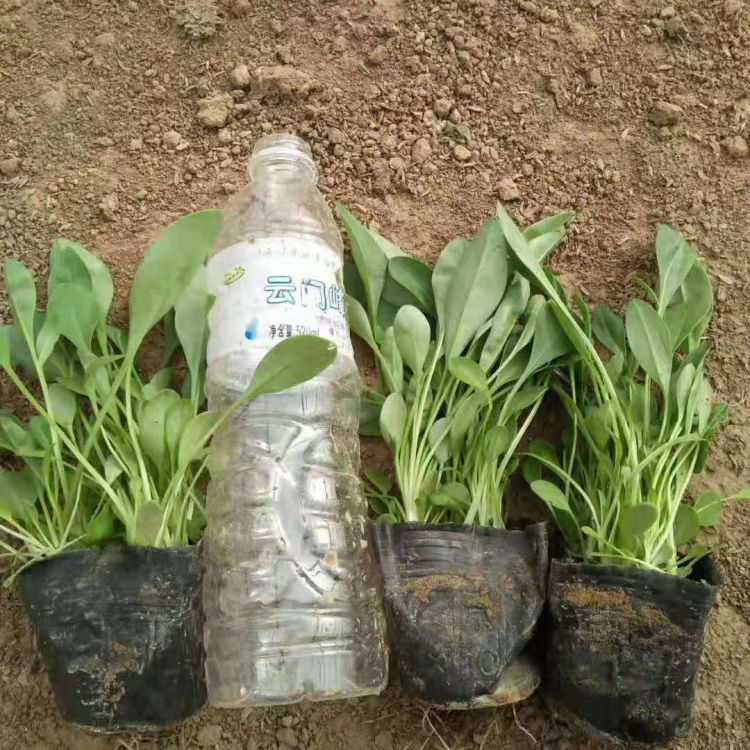 多年生宿根草本 金鸡菊杯苗 悦达花卉 金鸡菊培育基地