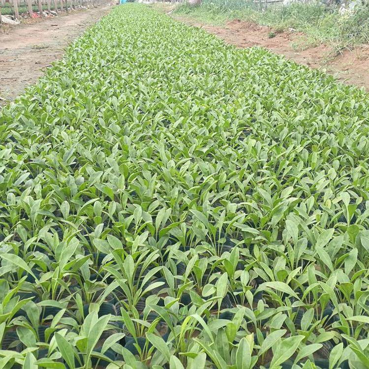 金鸡菊培育基地 悦达花卉 观赏用金鸡菊 青州草花基地