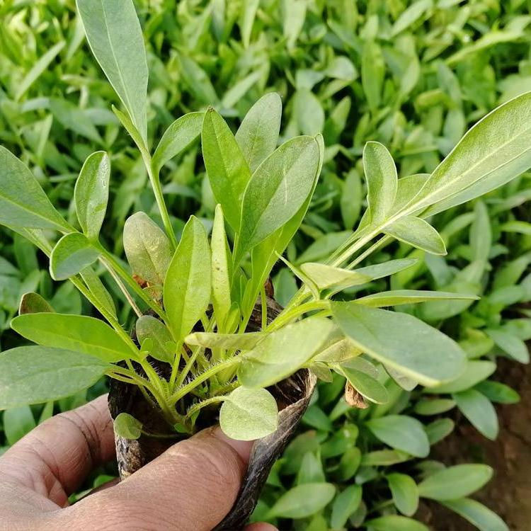 山东开花草花 金鸡菊花海 量大优惠 金鸡菊行情