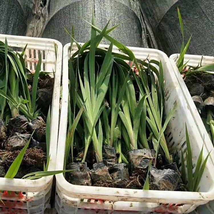 地栽大花萱草出售 江苏大花萱草批发 品种齐全 欢迎选购