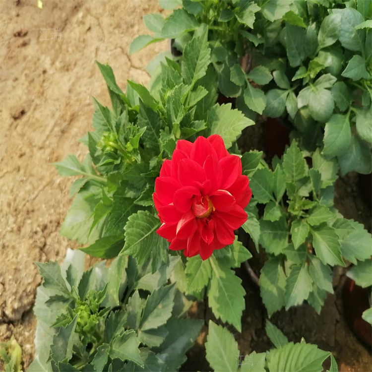 进口小丽花供应 江瑞花卉 湖南小丽花花色齐全