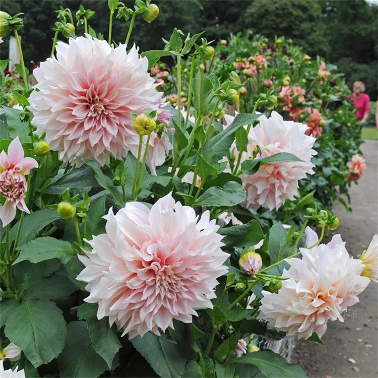 花海点缀大丽花 花坛花卉大丽花 湖北大丽花批发