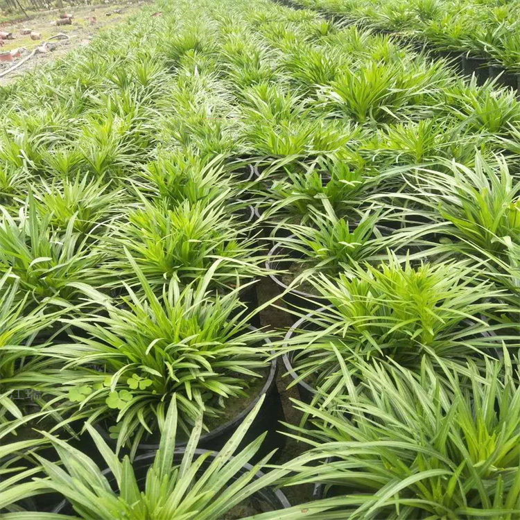 河北蛇鞭菊基地 蛇鞭菊种子 绿化蛇鞭菊大量供应