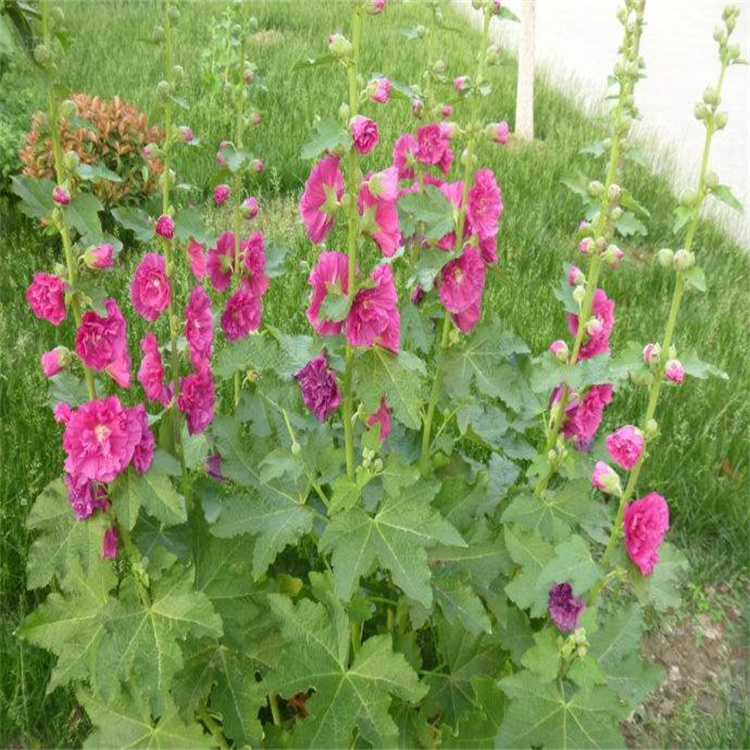 园林绿化点缀蜀葵 花坛花卉蜀葵供应 河南蜀葵批发