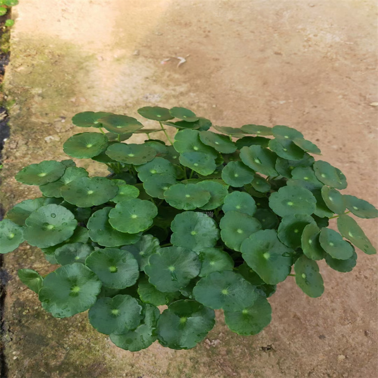 盆栽铜钱草 现货供应铜钱草 河南铜钱草批发
