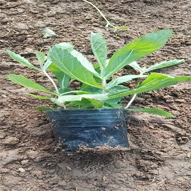 新疆马鞭草供应 花海矮化马鞭草 多年生马鞭草厂家
