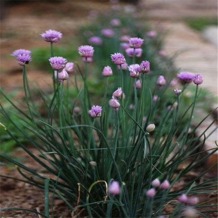 河南花葱批发 花葱种子 江瑞园艺