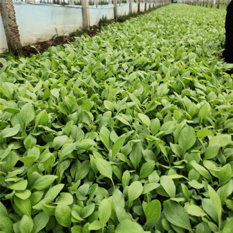 黑心菊批发价格 基地种植 青州观赏菊花批发 黑心菊