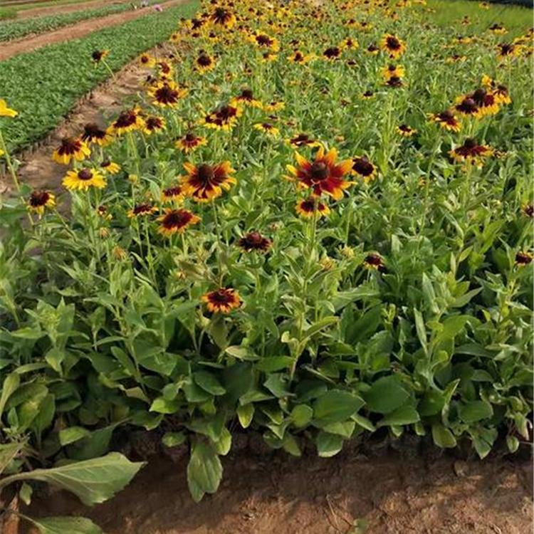 黑心菊基地 价格实惠 青州观赏菊花批发 黑心菊杯苗