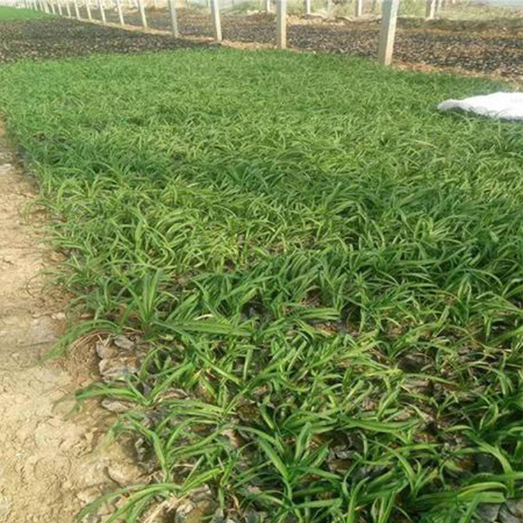 大花萱草杯苗 青州草花基地 庭院花卉
