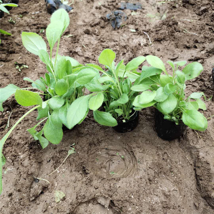 青州宿根花卉批发 黑心菊批发价格 采购基地 黑心菊小皮碗