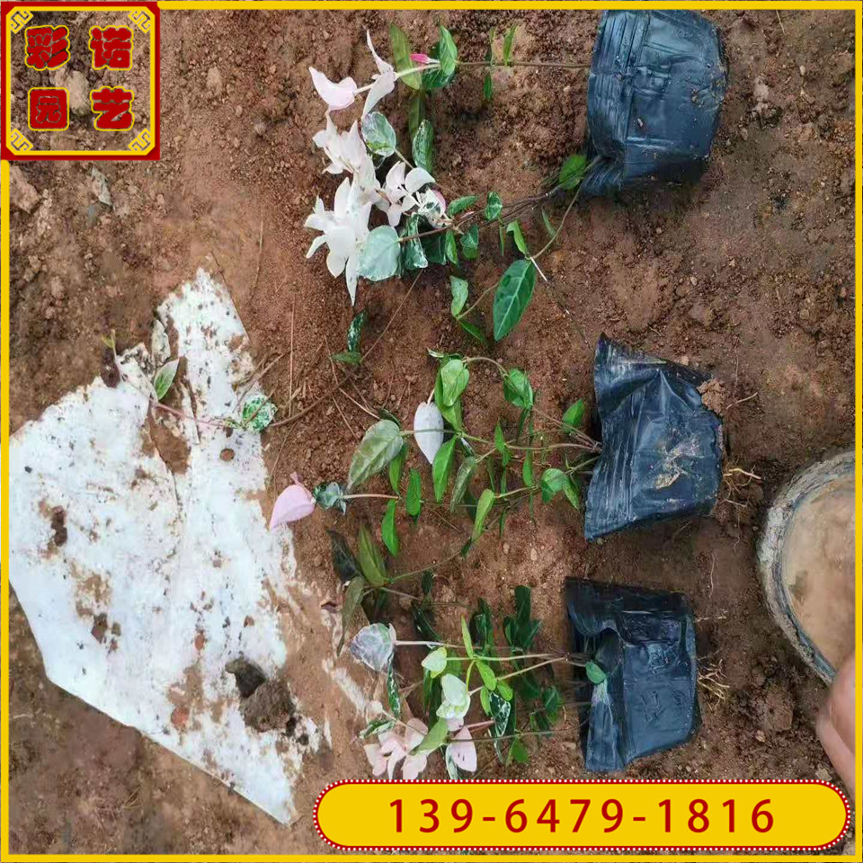 观叶植物花叶络石绿化苗 抗干旱花叶络石杯苗 山东货源