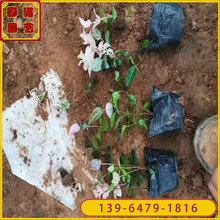观叶植物花叶络石绿化苗 抗干旱花叶络石杯苗 山东货源