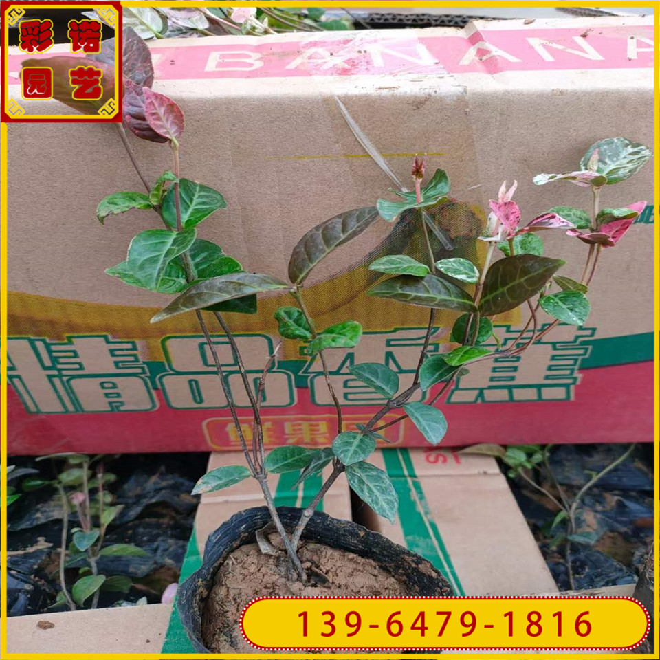 花叶络石容器苗价格 花叶络石带土盆苗 爬藤植物色块苗