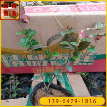 花叶络石容器苗价格 花叶络石带土盆苗 爬藤植物色块苗
