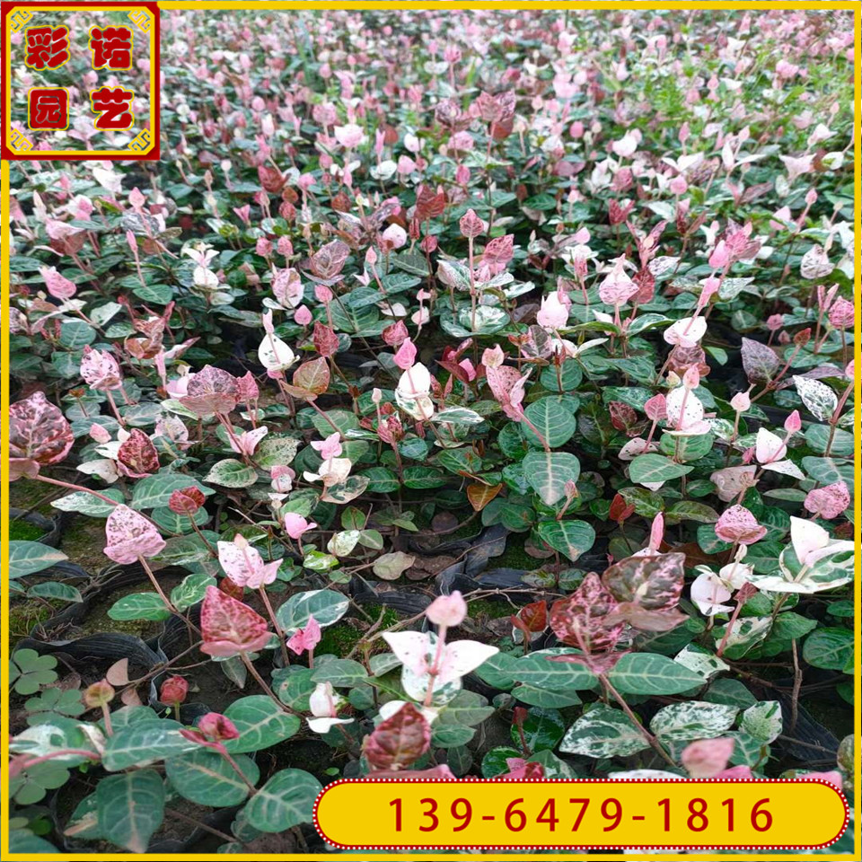 花叶络石袋苗 花叶络石种苗规格齐全 花叶络石容器苗