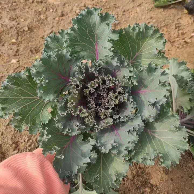 羽衣甘蓝价格 盆栽羽衣甘蓝 租摆羽衣甘蓝