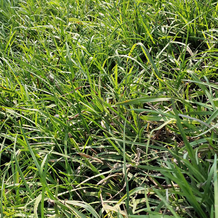 麦冬杯苗 麦冬批发价格 苏鹏花卉供应麦冬