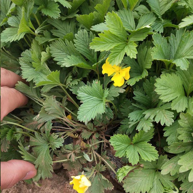 三叶委陵菜价格 基地出售 三叶委陵菜销售
