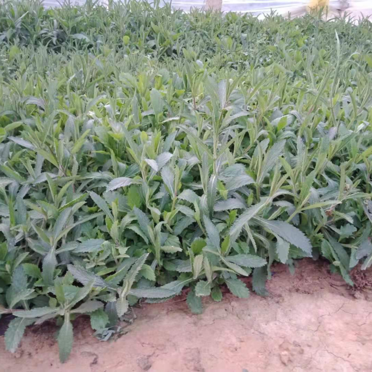 马鞭草绿化苗 基地出售马鞭草 马鞭草批发价格