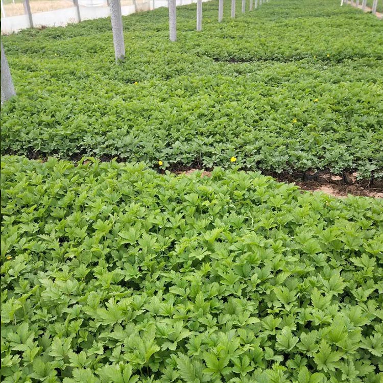 三叶委陵菜出售 苗圃出售 三叶委陵菜批发报价