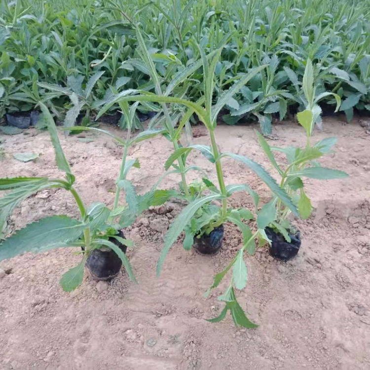 马鞭草苗 苗圃直供马鞭草 马鞭草种植基地