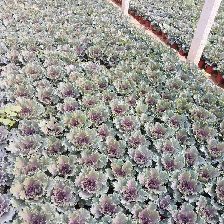 羽衣甘蓝培育 青州羽衣甘蓝 河北羽衣甘蓝基地