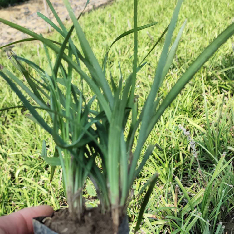 麦冬小苗 麦冬批发价格 苏鹏花卉供应麦冬