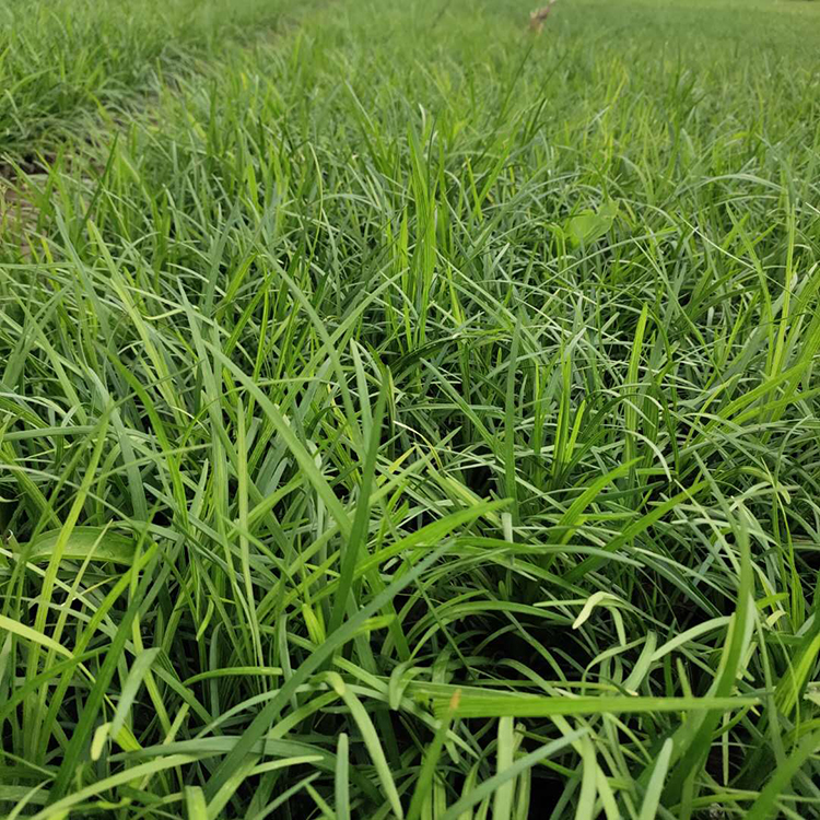 麦冬杯苗 麦冬供应商 苗圃直供麦冬