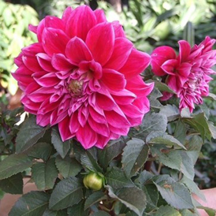 大丽花供应 大丽花种植 苗圃直供
